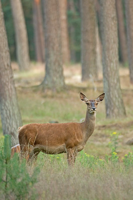 BUITEN BEELD Foto: 48242