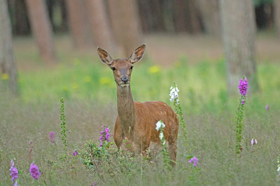 BUITEN BEELD Foto: 48243