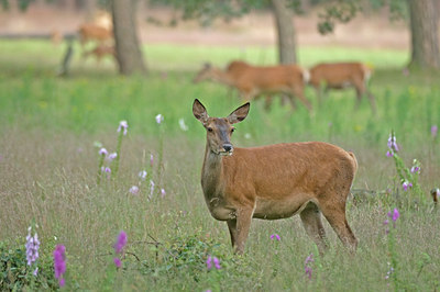 BUITEN BEELD Foto: 48244