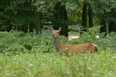 BUITEN BEELD Foto: 48247