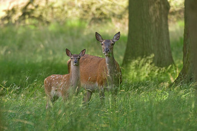 BUITEN BEELD Foto: 48248