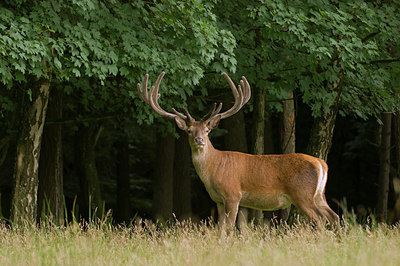 BUITEN BEELD Foto: 48251