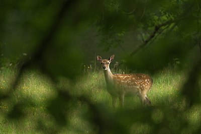 BUITEN BEELD Foto: 48311