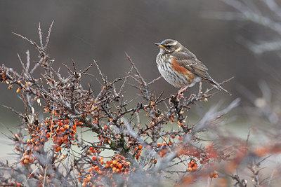 BUITEN BEELD Foto: 48322