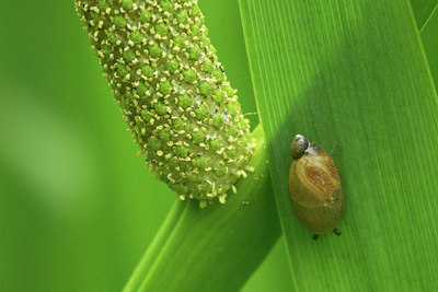 BUITEN BEELD Foto: 48327