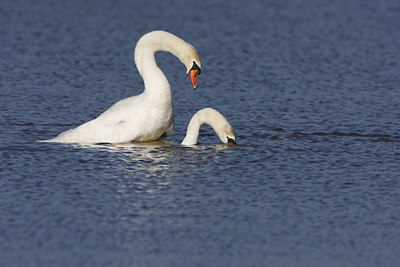 BUITEN BEELD Foto: 48335