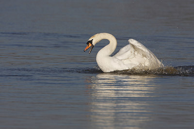BUITEN BEELD Foto: 48337