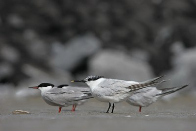 BUITEN BEELD Foto: 48345