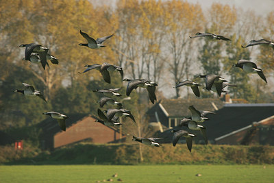 BUITEN BEELD Foto: 48354
