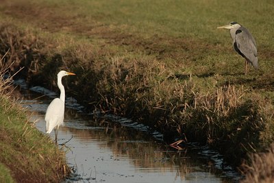BUITEN BEELD Foto: 48361