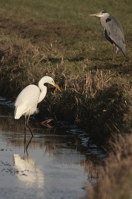 BUITEN BEELD Foto: 48362