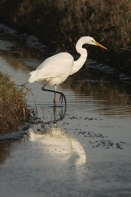 BUITEN BEELD Foto: 48363