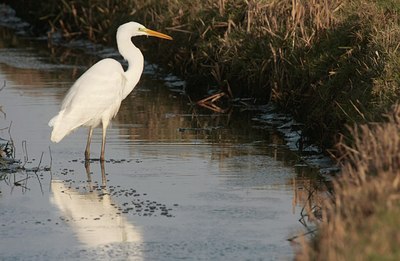 BUITEN BEELD Foto: 48364