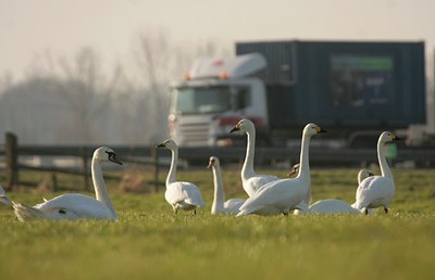 BUITEN BEELD Foto: 48369