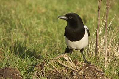 BUITEN BEELD Foto: 48378
