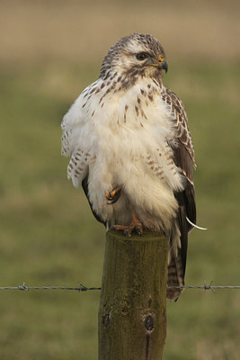 BUITEN BEELD Foto: 48379