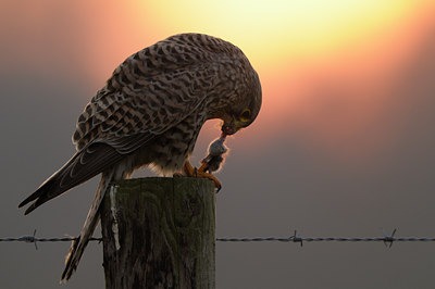 BUITEN BEELD Foto: 48389