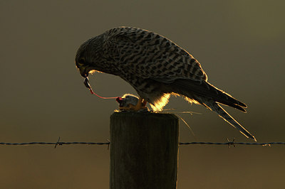 BUITEN BEELD Foto: 48392