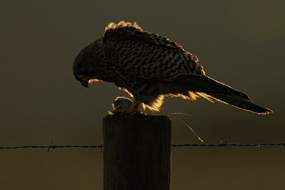 BUITEN BEELD Foto: 48393