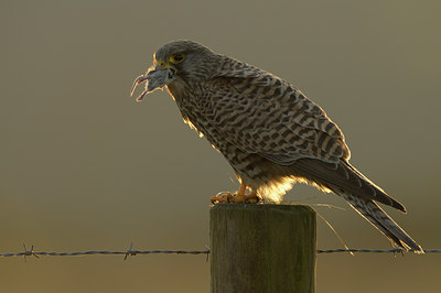 BUITEN BEELD Foto: 48394