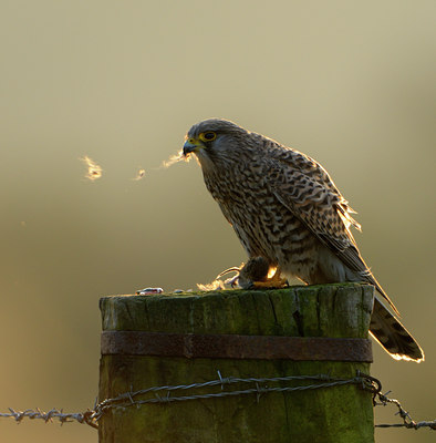 BUITEN BEELD Foto: 48397