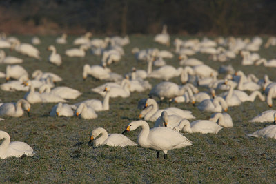 BUITEN BEELD Foto: 48411