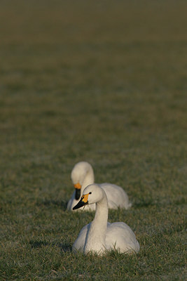 BUITEN BEELD Foto: 48412