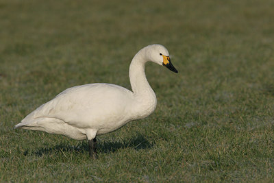 BUITEN BEELD Foto: 48415