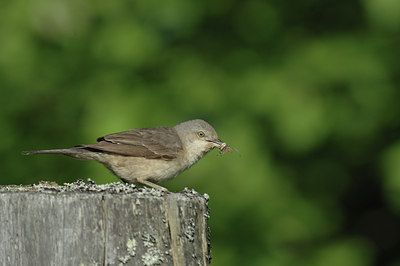 BUITEN BEELD Foto: 48416
