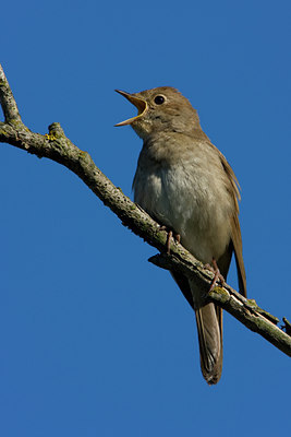 BUITEN BEELD Foto: 48442