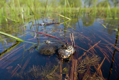 BUITEN BEELD Foto: 48446