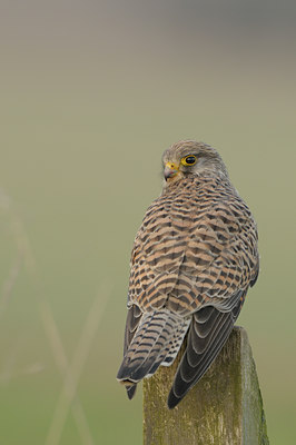 BUITEN BEELD Foto: 48449