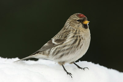 BUITEN BEELD Foto: 48459
