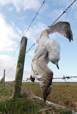BUITEN BEELD Foto: 48460