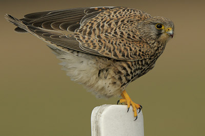 BUITEN BEELD Foto: 48502