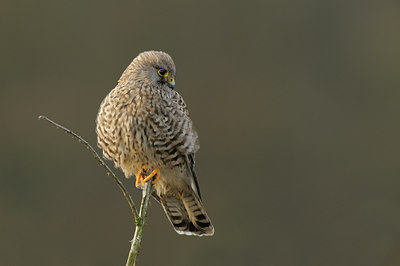 BUITEN BEELD Foto: 48504