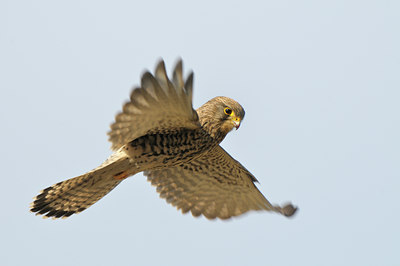 BUITEN BEELD Foto: 48505