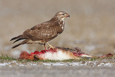 BUITEN BEELD Foto: 48515