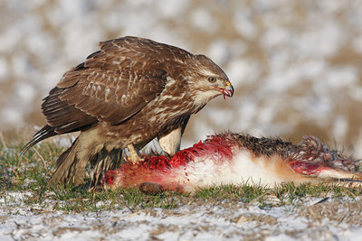 BUITEN BEELD Foto: 48520