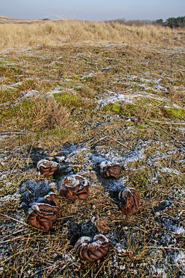 BUITEN BEELD Foto: 48529