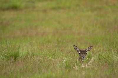 BUITEN BEELD Foto: 48534