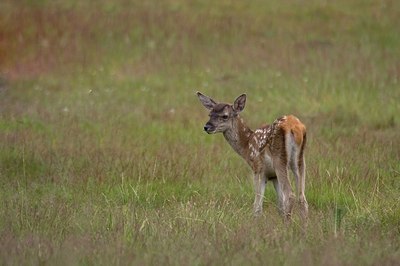 BUITEN BEELD Foto: 48535