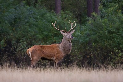 BUITEN BEELD Foto: 48536