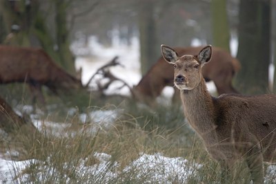 BUITEN BEELD Foto: 48539