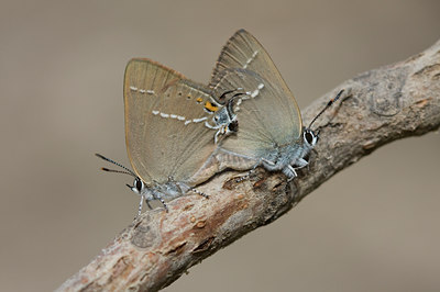 BUITEN BEELD Foto: 48573