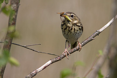 BUITEN BEELD Foto: 48575