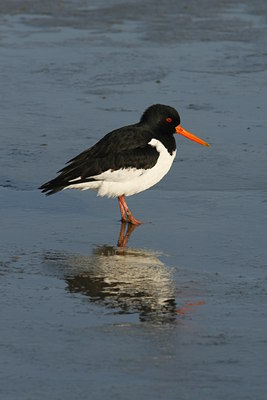 BUITEN BEELD Foto: 48584