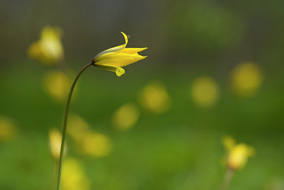 BUITEN BEELD Foto: 48631