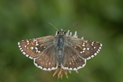 BUITEN BEELD Foto: 48635