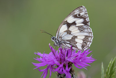 BUITEN BEELD Foto: 48639
